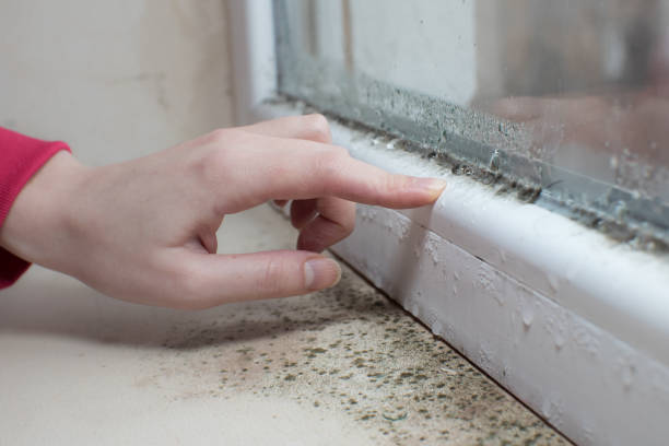 Best Emergency Mold Remediation  in Tiffin, OH