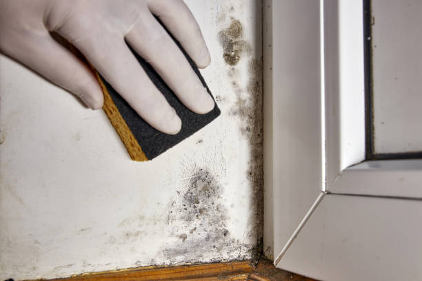 Biohazard Mold Removal in Tiffin, OH